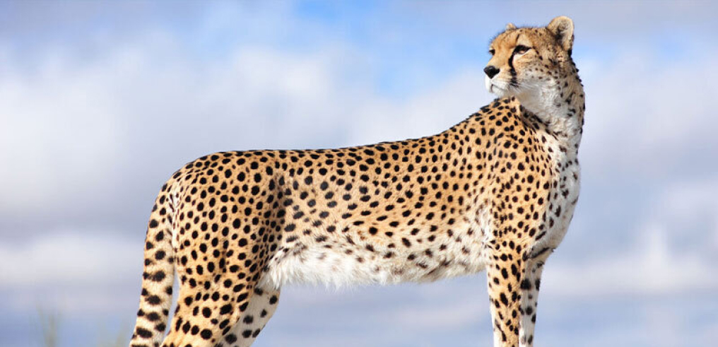 Supporting endangered species: